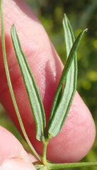 Rhynchosia leucoscias