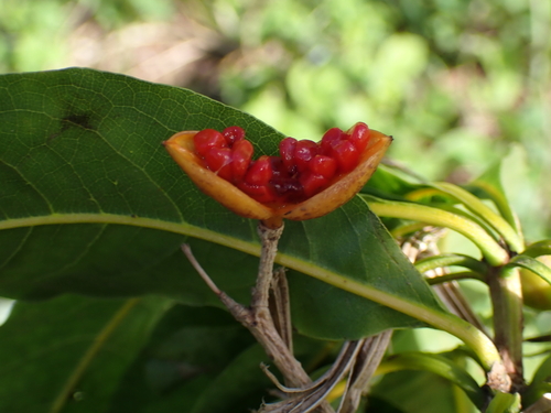Pittosporum campbellii observed 2023-05-02
