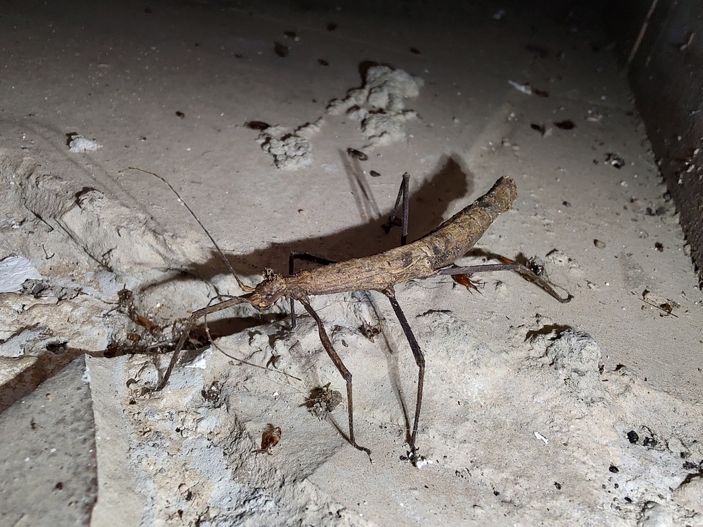 Pygirhynchus toledopizai
