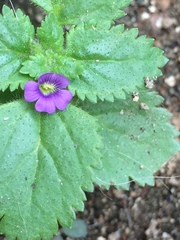 Stemodia verticillata