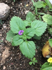 Stemodia verticillata