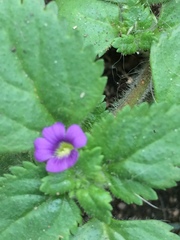 Stemodia verticillata