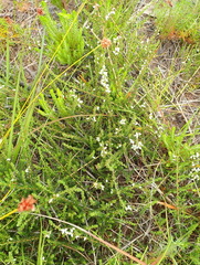 Aspalathus hispida albiflora