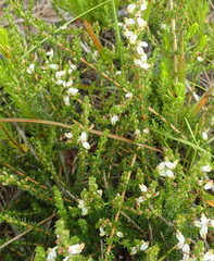 Aspalathus hispida albiflora