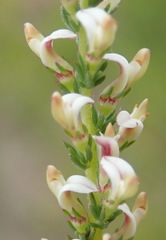 Aspalathus hispida albiflora