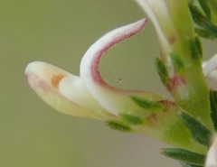 Aspalathus hispida albiflora