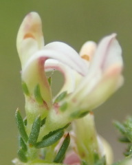 Aspalathus hispida albiflora