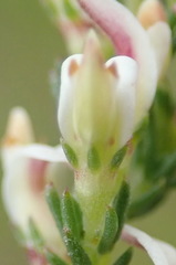 Aspalathus hispida albiflora