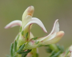 Aspalathus hispida albiflora