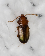 Laemophloeus terminalis