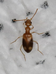 Stricticomus tobias