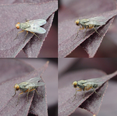 Pygophora immaculipennis