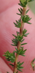 Aspalathus hispida albiflora
