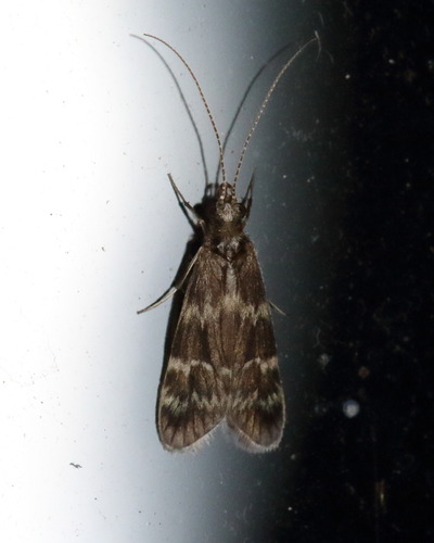Smicridea fasciatella