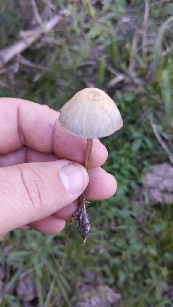 Panaeolus cyanescens · April 2023 · photo: © luiscapeletti (iNaturalist, cc0)