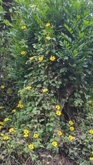 Thunbergia alata image