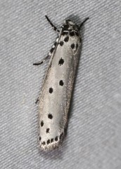 Ethmia heptasema