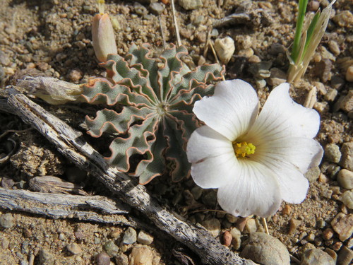Oxalis laciniata