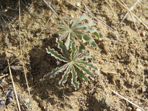 Oxalis laciniata, photograph 1