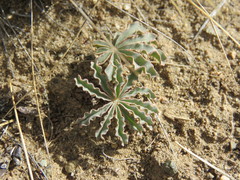 Oxalis laciniata