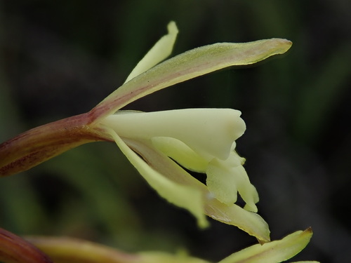 Epidendrum scabrum Ruiz & Pav. 2