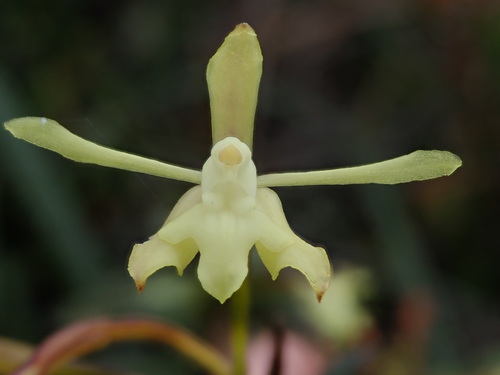Epidendrum scabrum Ruiz & Pav.