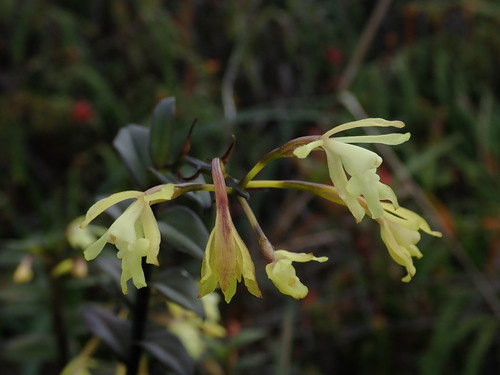 Epidendrum scabrum Ruiz & Pav. 3