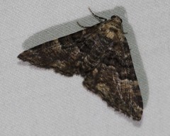 Aporoctena scierodes