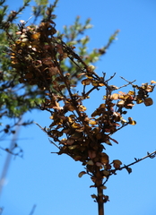 Coprosma spathulata spathulata