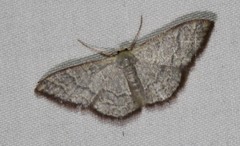 Idaea coercita