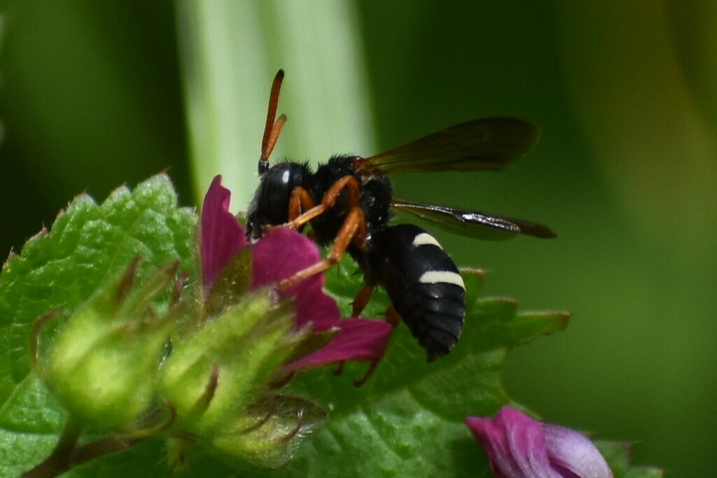 Doeringiella mamabee