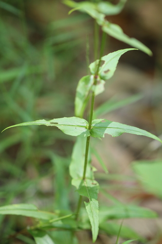 Penstemon tenuis