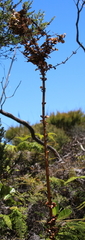 Coprosma spathulata spathulata