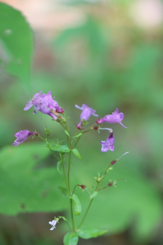 Penstemon tenuis