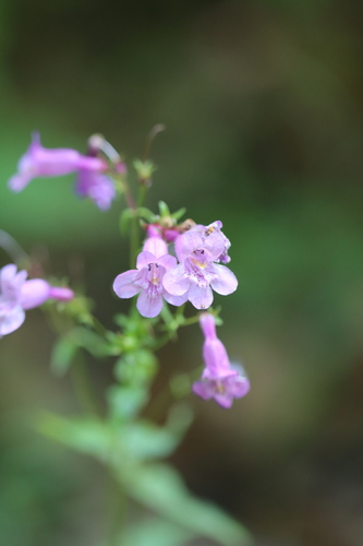 Penstemon tenuis
