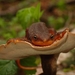 Salamandra de Piel Rugosa - Photo (c) Rand Workman, algunos derechos reservados (CC BY-SA), subido por Rand Workman