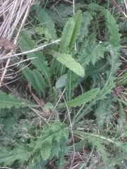 Cirsium