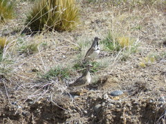 Thinocorus rumicivorus