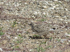 Thinocorus rumicivorus