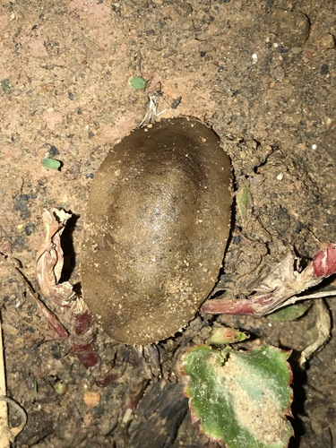 Caribbean Leatherleaf Slug