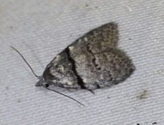 Nola pygmaeodes