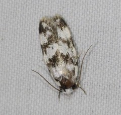 Isomoralla gephyrota