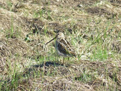 Gallinago magellanica