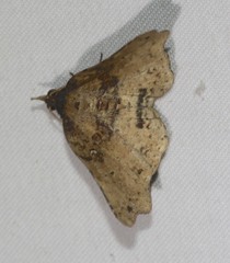 Aroana hemicyclophora