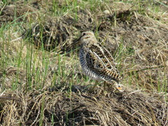 Gallinago magellanica