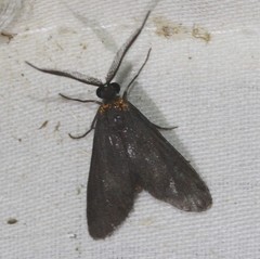 Pollanisus subdolosa