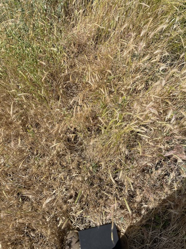 iNaturalist observation photo of dwarf barley