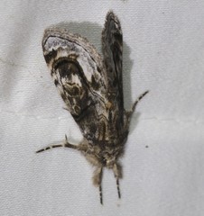 Zalissa catocalina