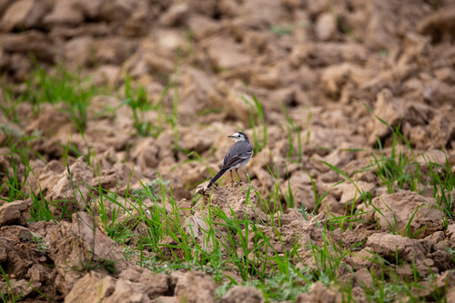 White Wagtail