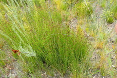 Hypodiscus willdenowia